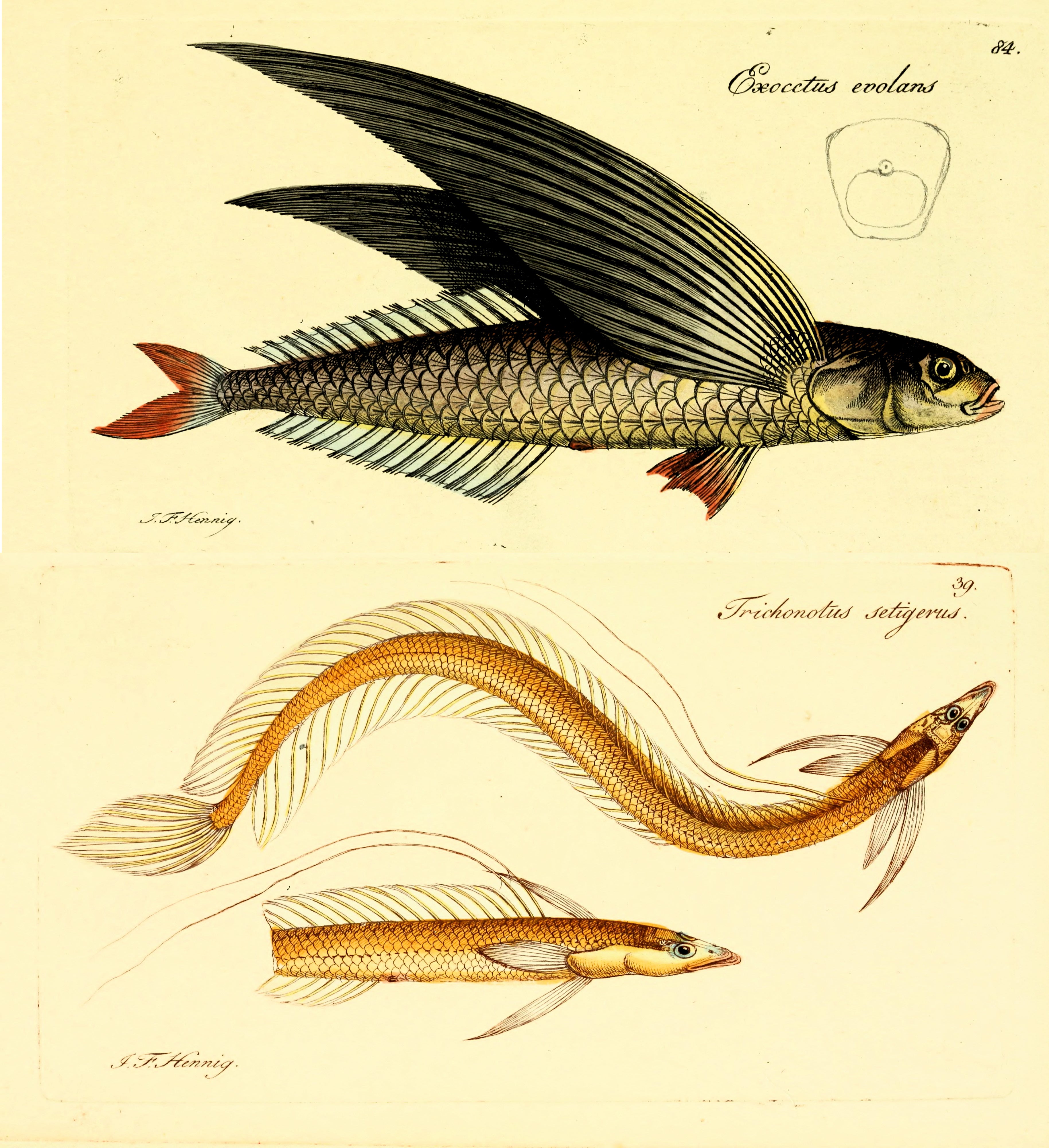 Bizarre Taxonomy 'Facts'