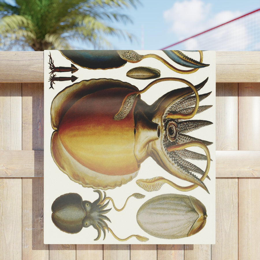 Octopus & Squid Beach Towel – Vintage 1734 Art by Albertus Seba
