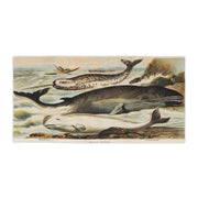 Narwhal, Beluga & Bowhead Whale Beach Towel – Vintage Arctic Whale Illustration