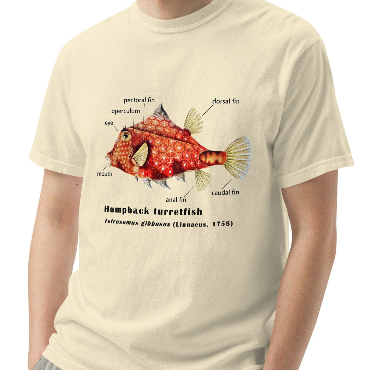 Camel Cowfish with Taxonomic Notations, Garment-dyed t-shirt, Marine Biology Tee Shirt, Gift for sea-life lovers