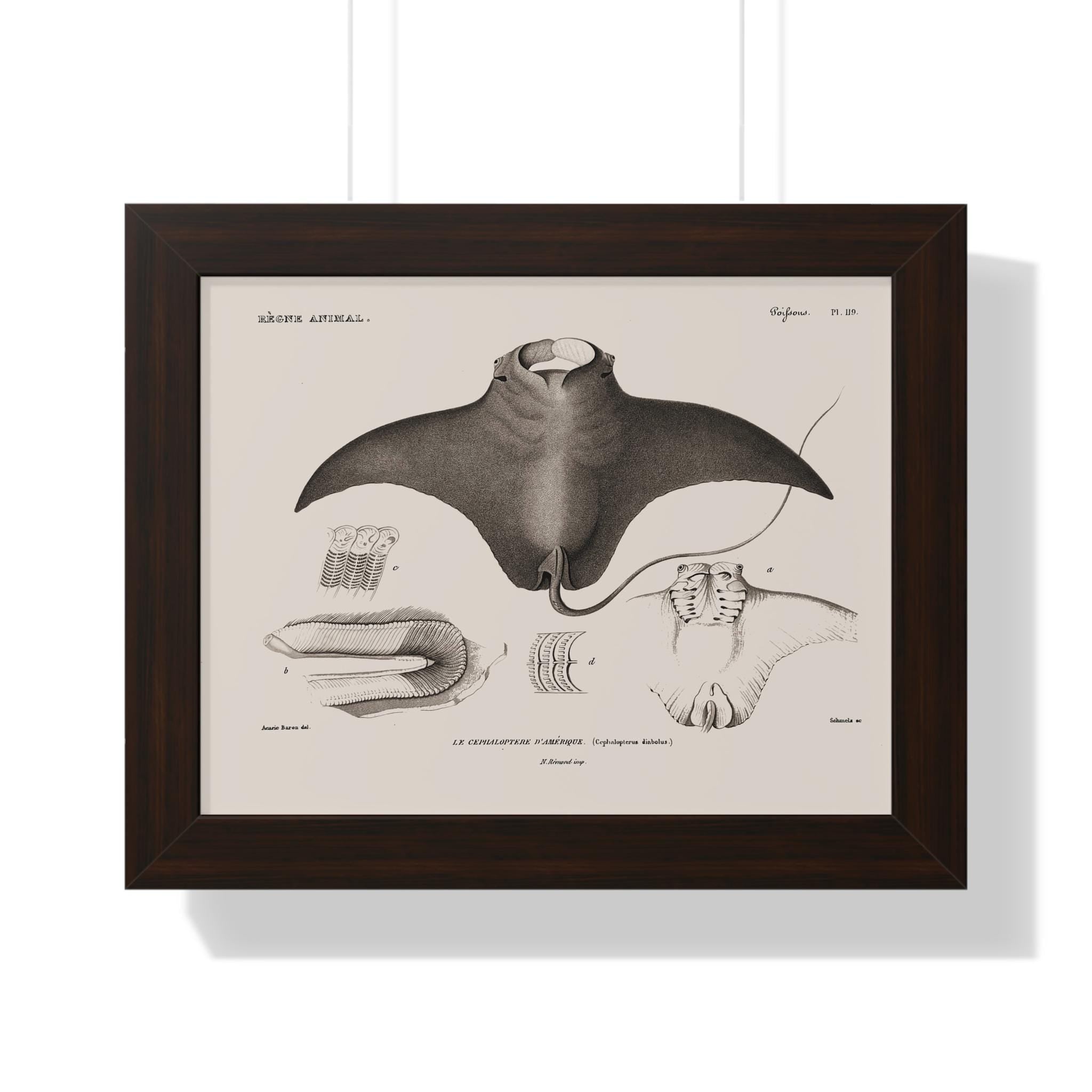 Devil Ray by George Cuvier Framed Vertical Poster