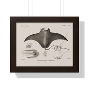 Devil Ray by George Cuvier Framed Vertical Poster