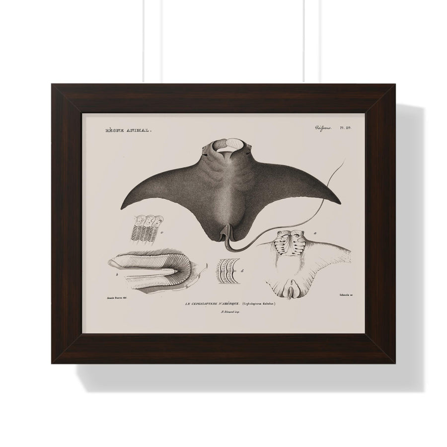 Devil Ray by George Cuvier Framed Vertical Poster