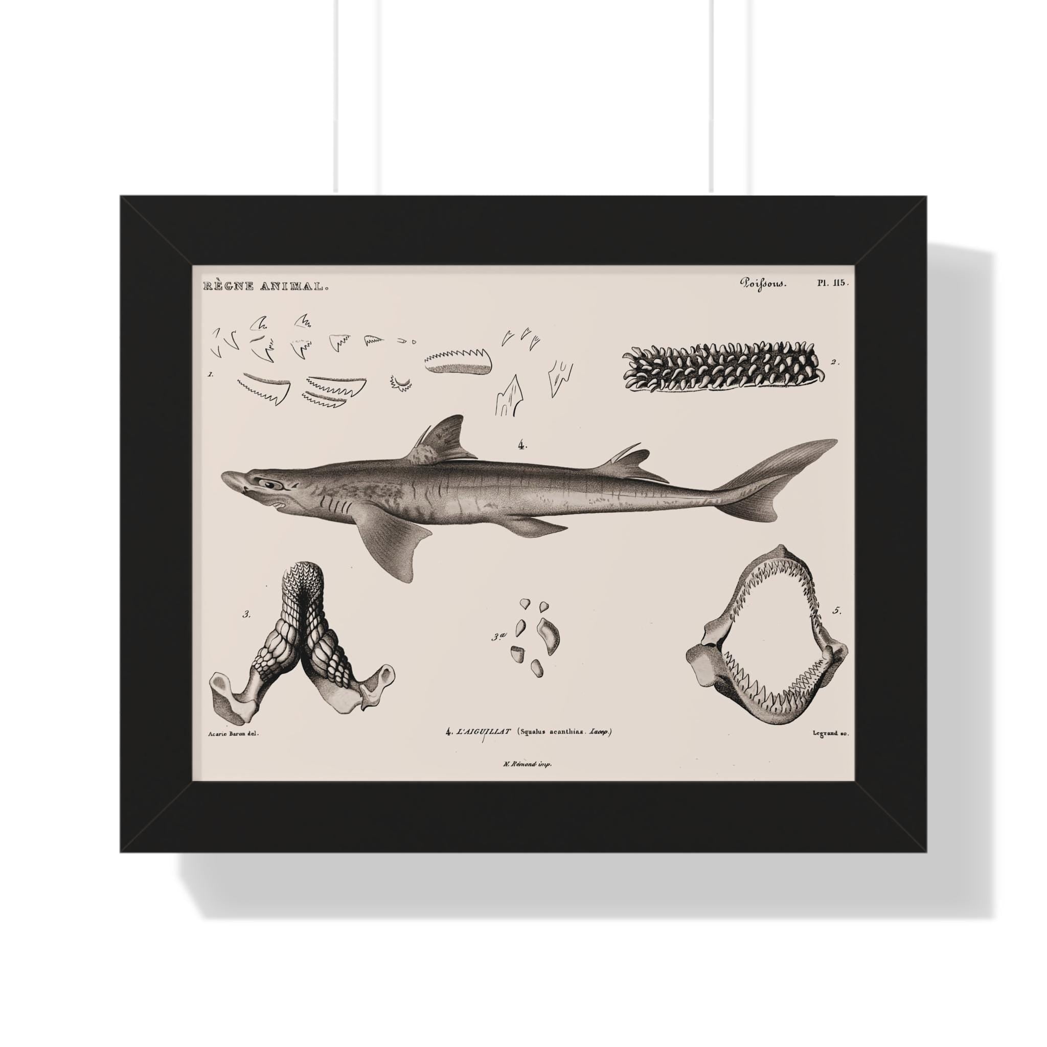 Spiny Dogfish by George Cuvier Framed Vertical Poster