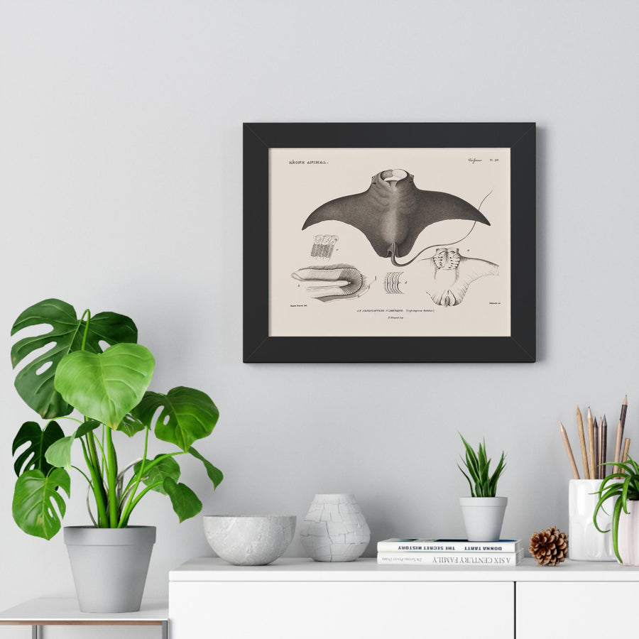Devil Ray by George Cuvier Framed Vertical Poster