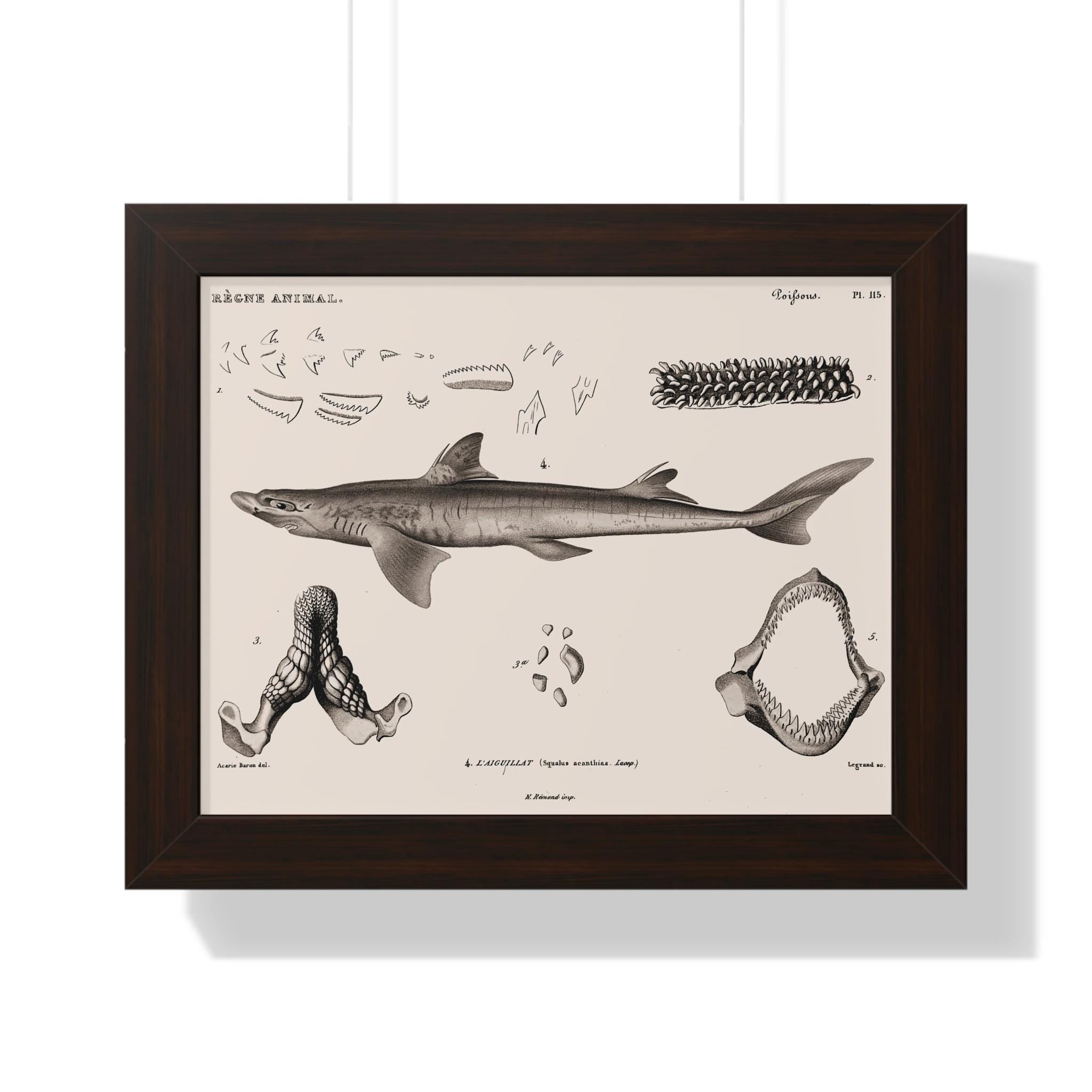 Spiny Dogfish by George Cuvier Framed Vertical Poster