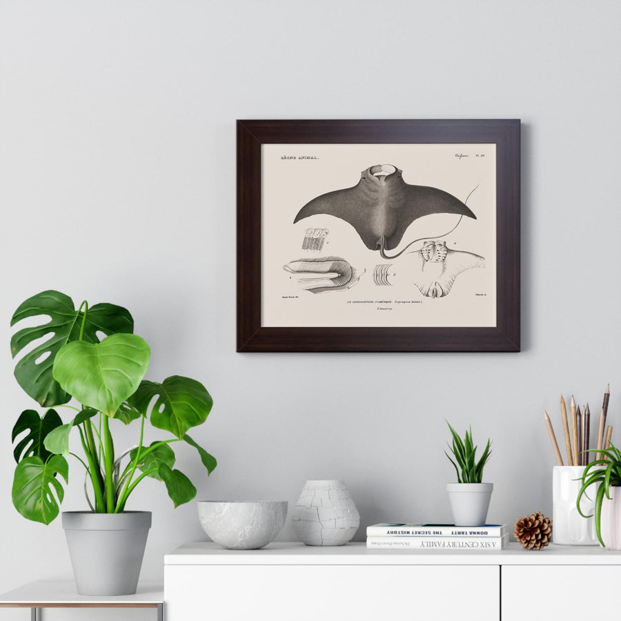 Devil Ray by George Cuvier Framed Vertical Poster