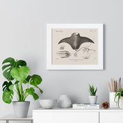 Devil Ray by George Cuvier Framed Vertical Poster