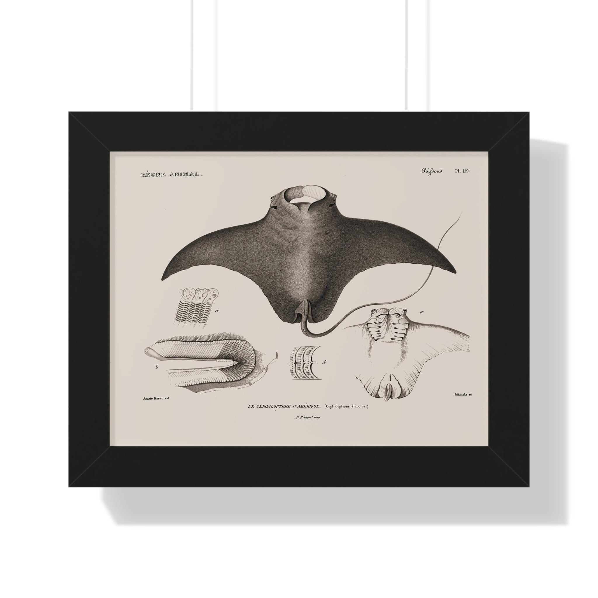 Devil Ray by George Cuvier Framed Vertical Poster