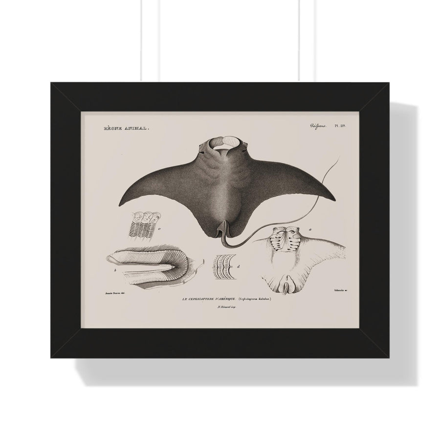 Devil Ray by George Cuvier Framed Vertical Poster
