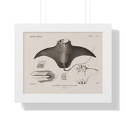 Devil Ray by George Cuvier Framed Vertical Poster