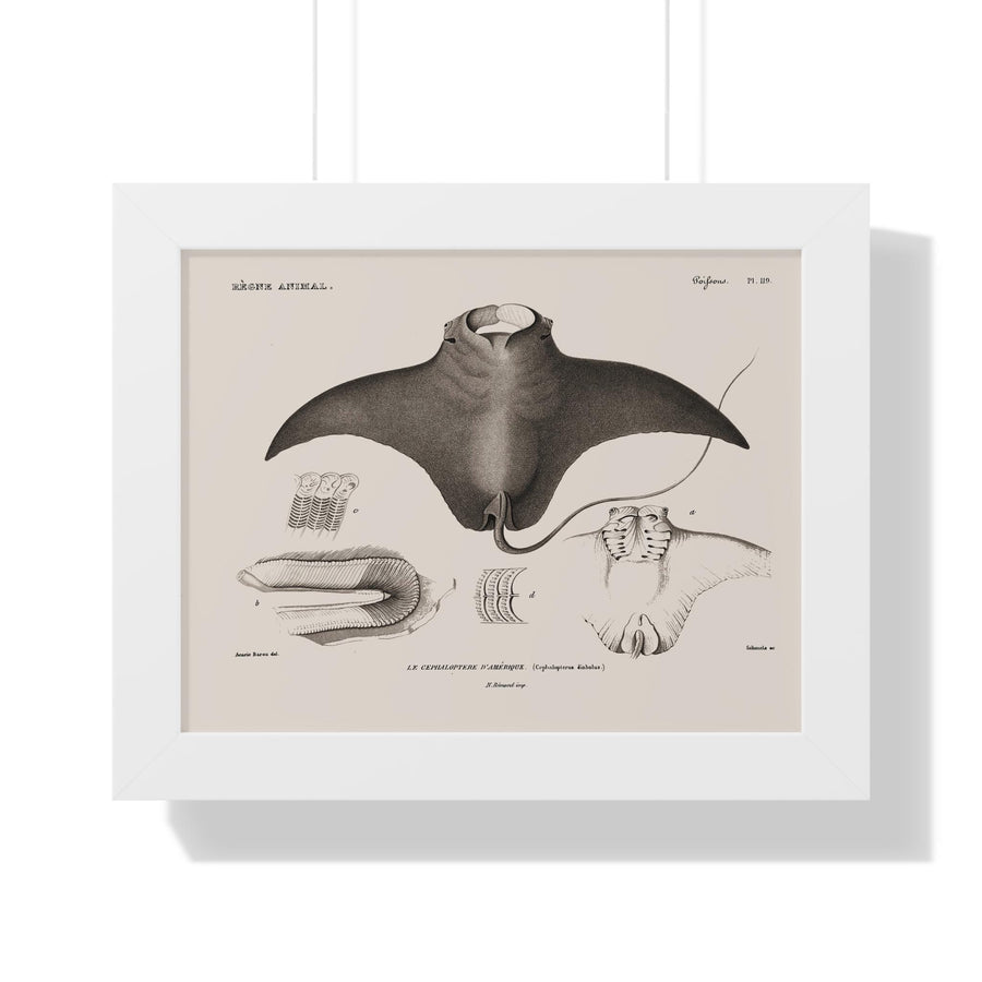 Devil Ray by George Cuvier Framed Vertical Poster