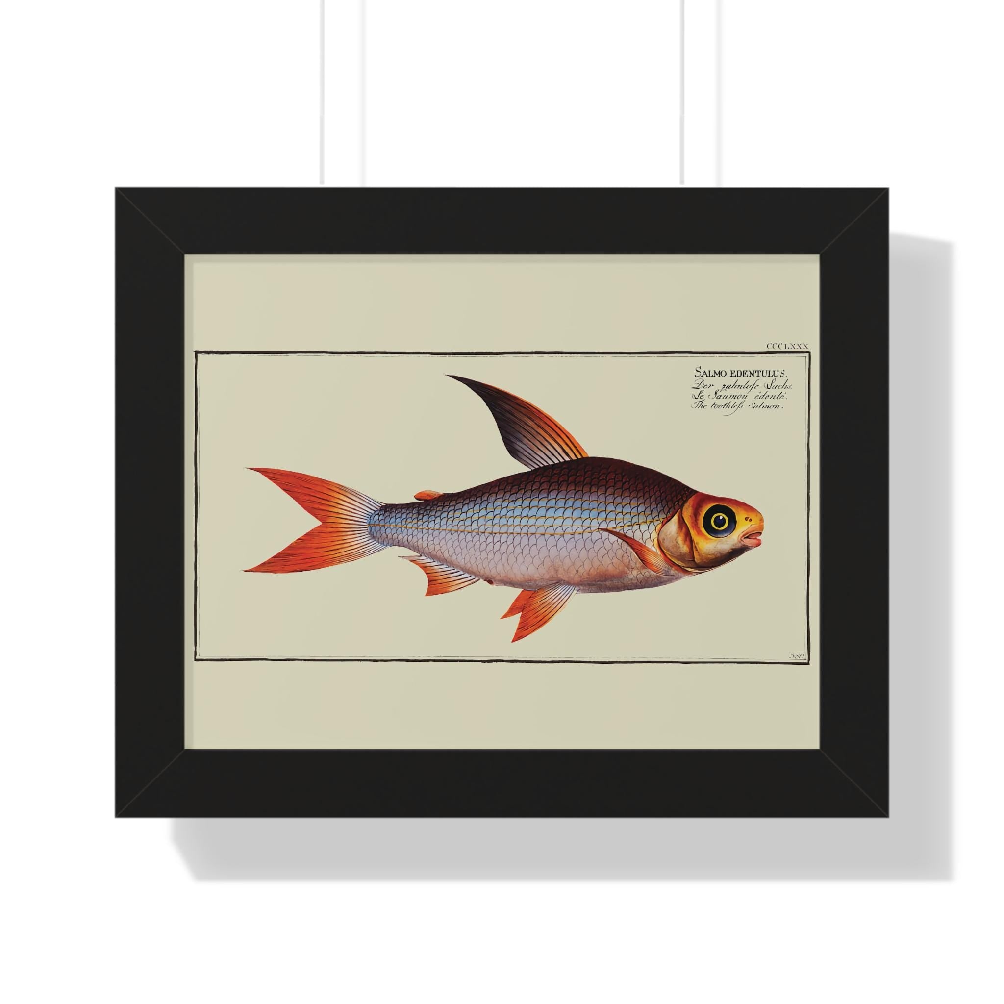 The Toothless Salmon (Salmo Edentulus) by Marcus Elieser Bloch Framed Vertical Poster