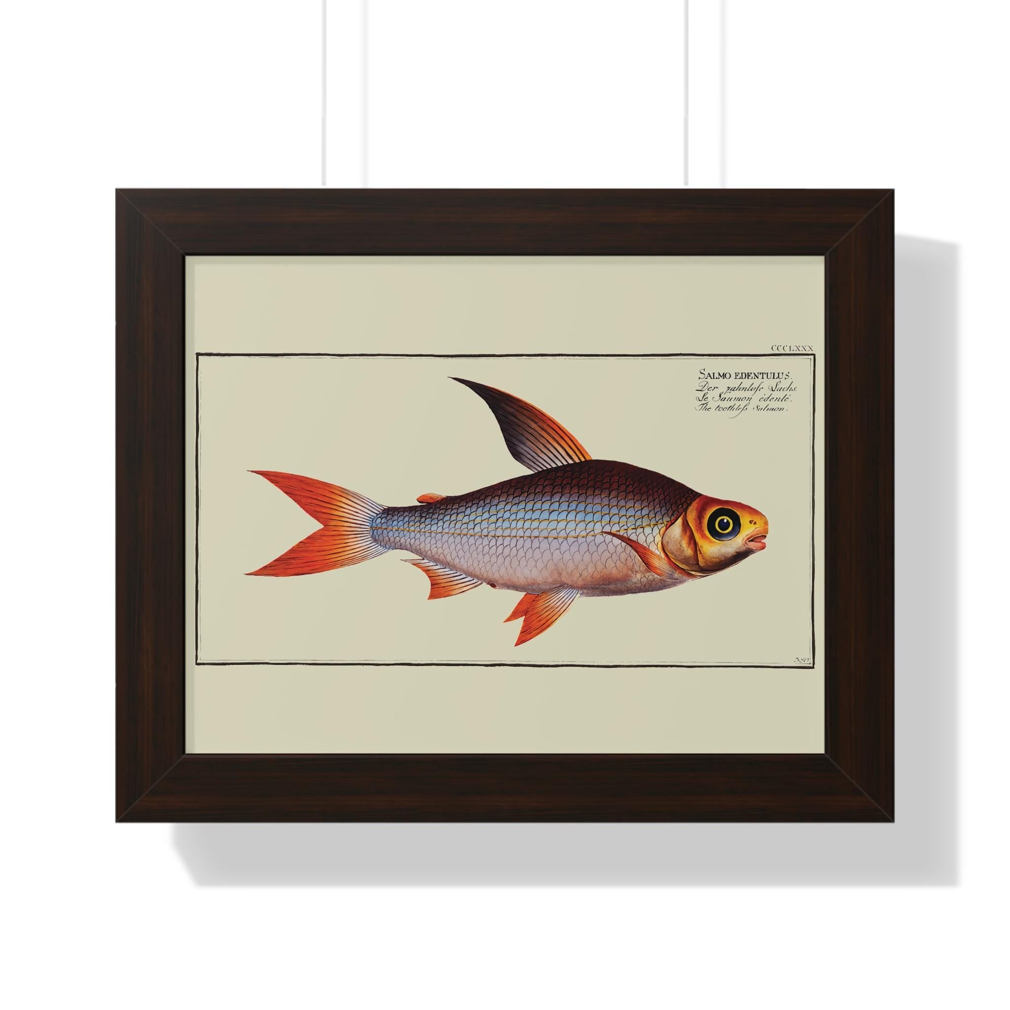 The Toothless Salmon (Salmo Edentulus) by Marcus Elieser Bloch Framed Vertical Poster