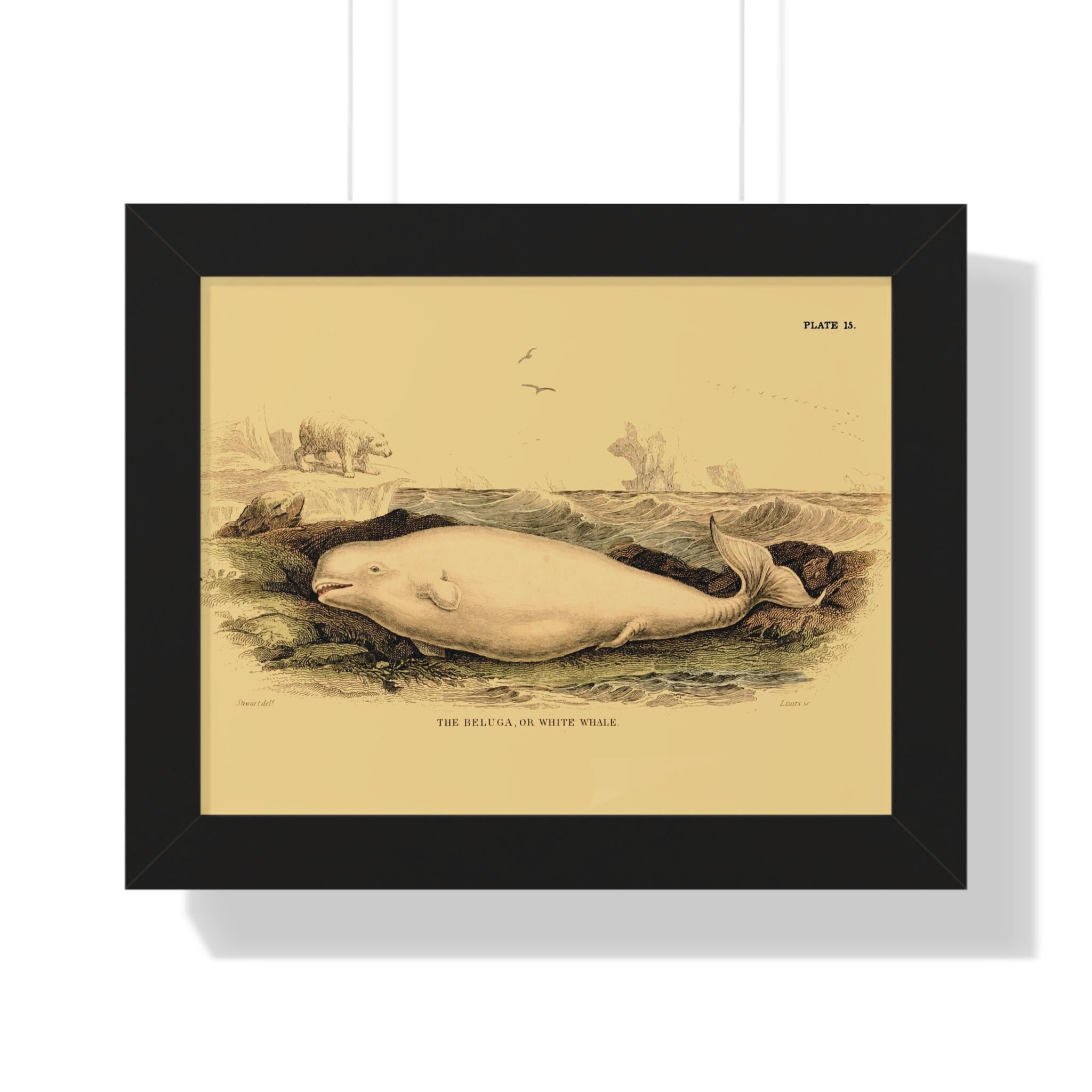 The Beluga or White Whale by Frederick Cuvier Framed Vertical Poster