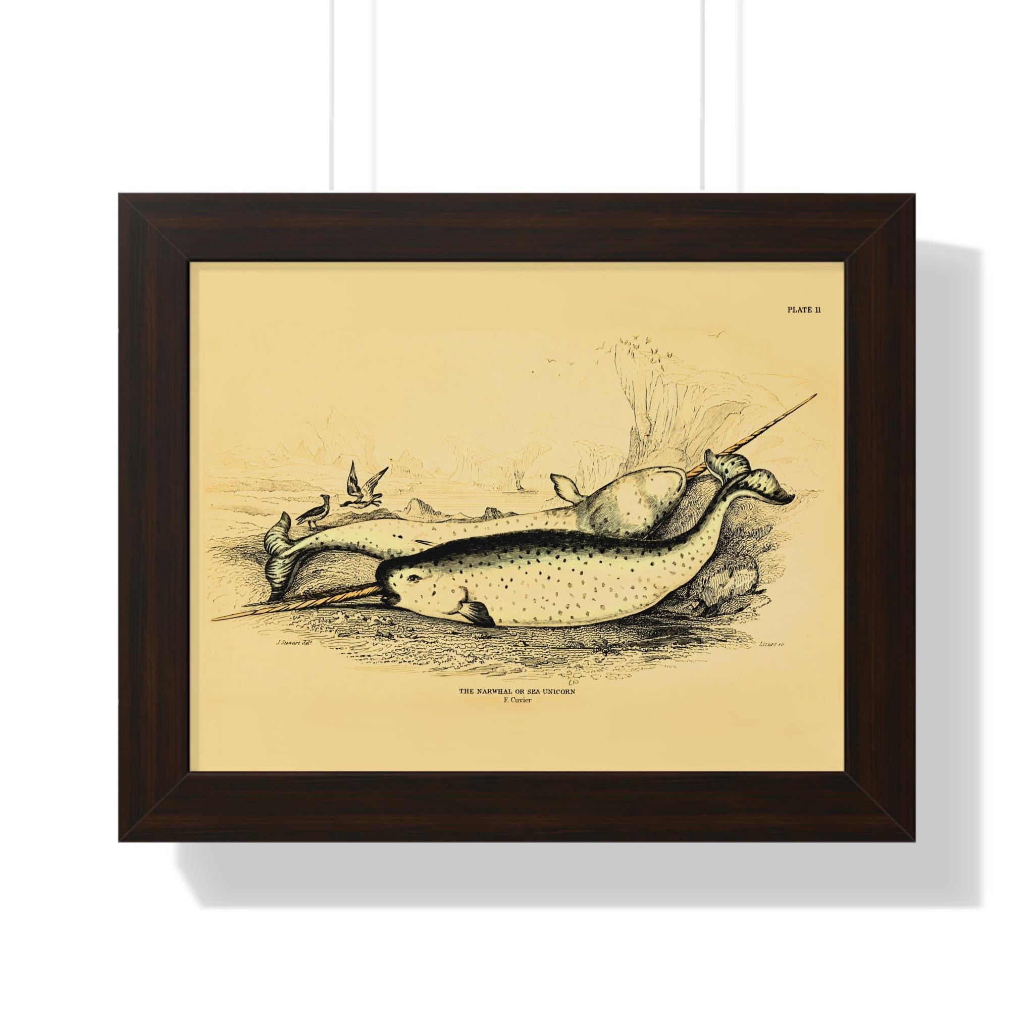 Narwhals by Frederick Cuvier Framed Vertical Poster