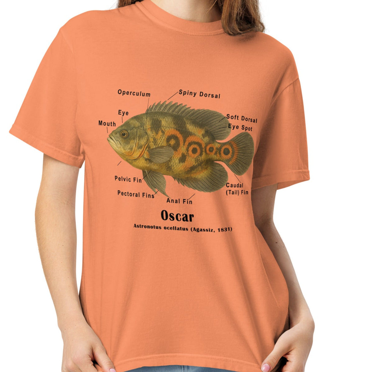 Oscar Fish Taxonomic Drawing on a Comfort Colors Tee